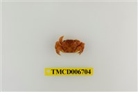 藏品(肉球近方蟹)的圖片